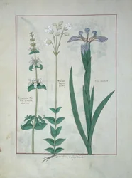 Lamium Album or White Dead Nettle, Melandryon, and Iris Minor, illustration from The Book of Simple Medicines by Mattheaus Platearius